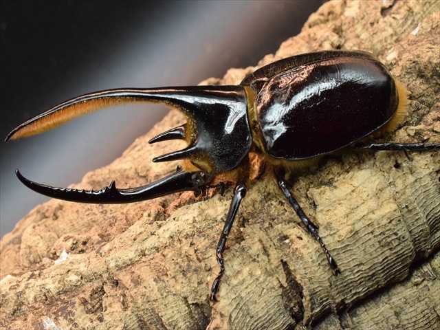 【新成虫】ネプチューンオオカブト128ｍｍペア