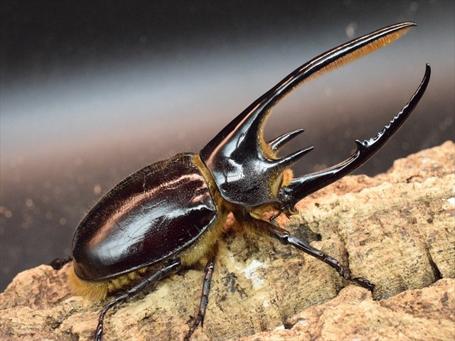 【新成虫】ネプチューンオオカブト128ｍｍペア