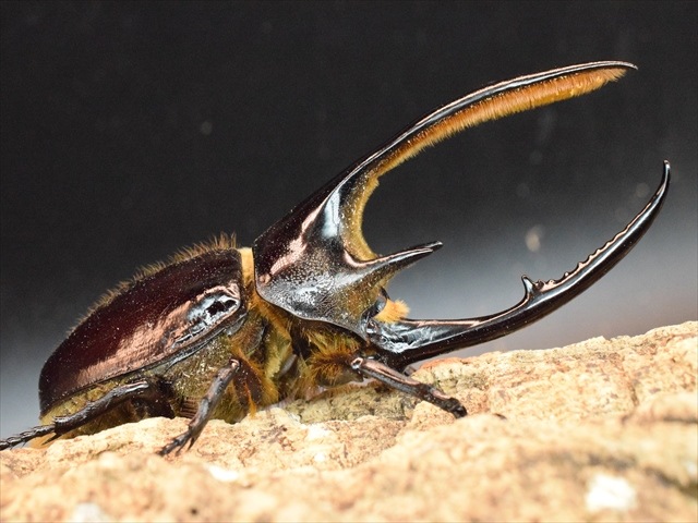 【新成虫】ネプチューンオオカブト128ｍｍペア