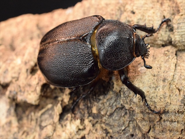 【新成虫】ネプチューンオオカブト128ｍｍペア