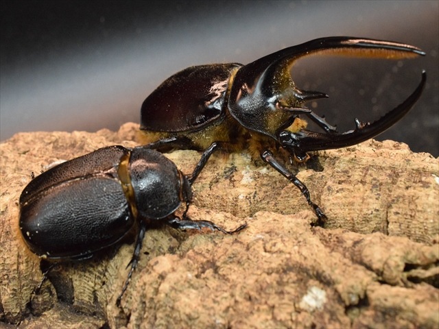 【新成虫】ネプチューンオオカブト128ｍｍペア