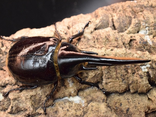 【新成虫】ネプチューンオオカブト128ｍｍペア