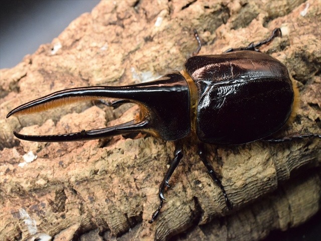 【新成虫】ネプチューンオオカブト128ｍｍペア