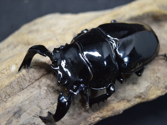 【極ブランド】雅(タランドゥスオオツヤクワガタ)81mm成虫ペア