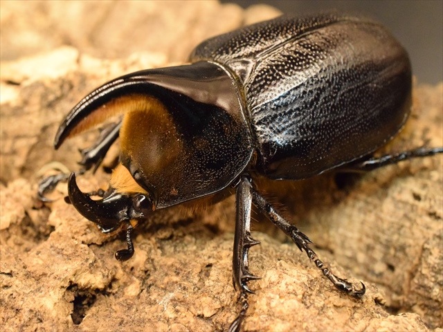 新成虫】サタンオオカブト68mmペア | すべての商品 | 極