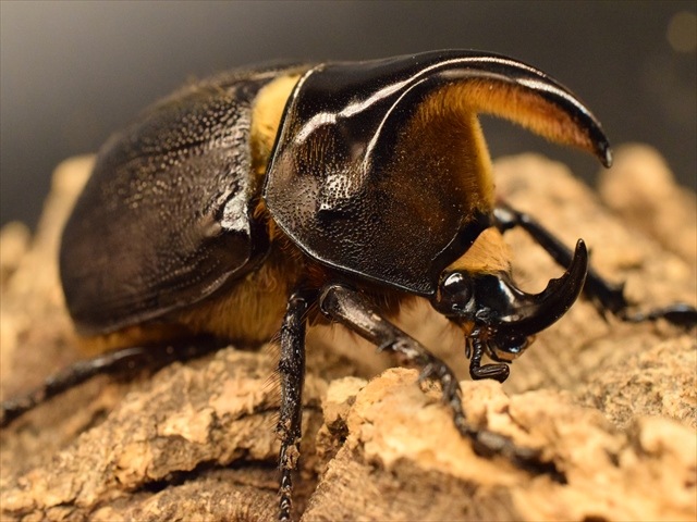 新成虫】サタンオオカブト68mmペア | すべての商品 | 極