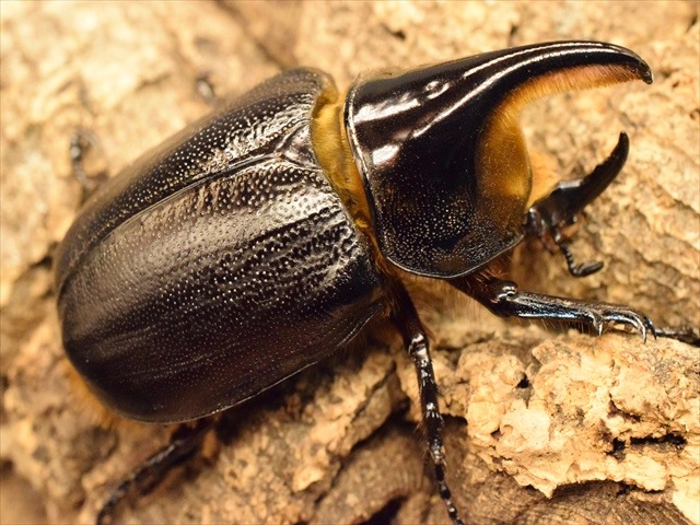 新成虫】サタンオオカブト68mmペア | すべての商品 | 極