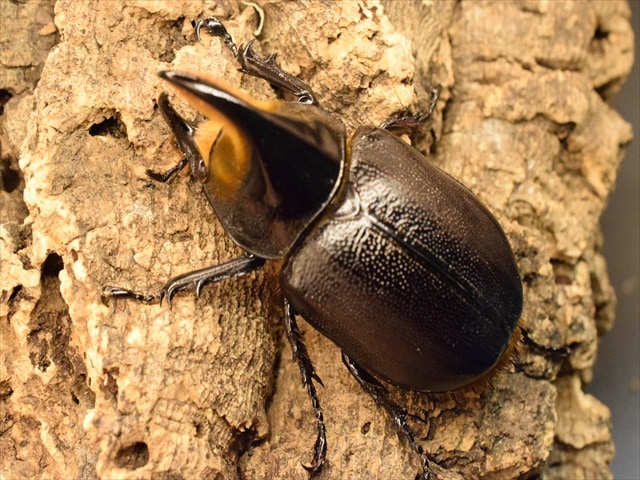 新成虫】サタンオオカブト68mmペア | すべての商品 | 極