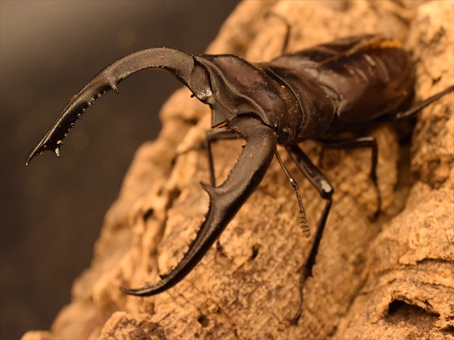 【RED血統】マンディブラリスフタマタクワガタ(ボルネオ島産)85mmペア