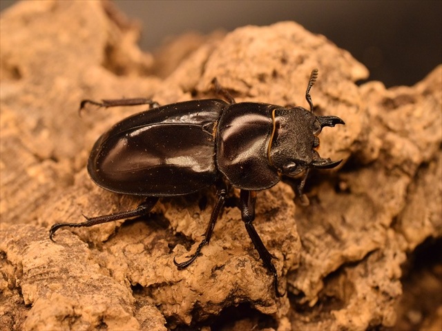 【RED血統】マンディブラリスフタマタクワガタ(ボルネオ島産)85mmペア