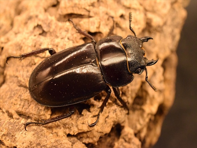 【RED血統】マンディブラリスフタマタクワガタ(ボルネオ島産)85mmペア