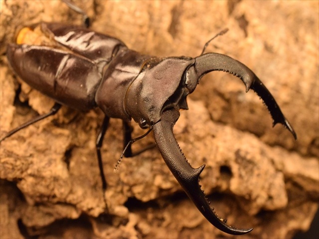 【RED血統】マンディブラリスフタマタクワガタ(ボルネオ島産)85mmペア