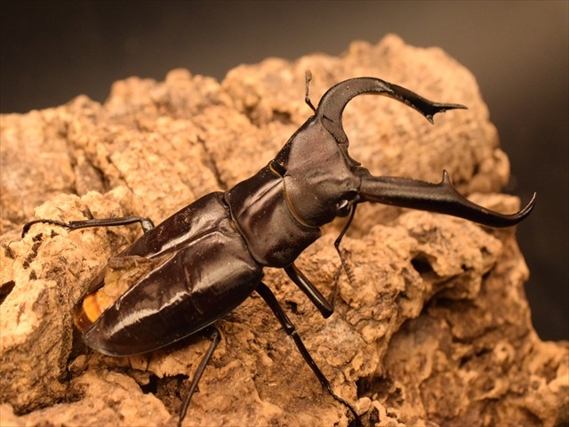 【RED血統】マンディブラリスフタマタクワガタ(ボルネオ島産)85mmペア