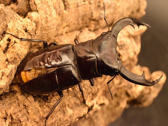 【RED血統】マンディブラリスフタマタクワガタ(ボルネオ島産)85mmペア