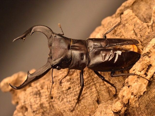 【RED血統】マンディブラリスフタマタクワガタ(ボルネオ島産)85mmペア