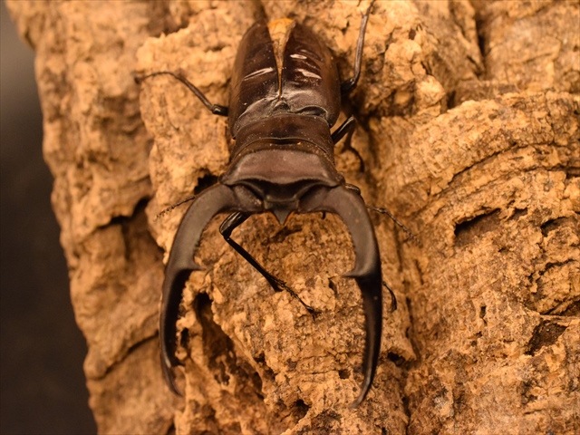 【RED血統】マンディブラリスフタマタクワガタ(ボルネオ島産)85mmペア