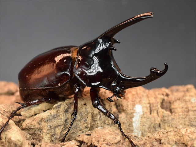 【新成虫】ケンタウルスオオカブト80mmペア