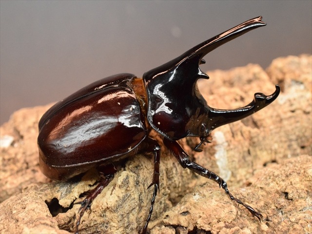 【新成虫】ケンタウルスオオカブト80mmペア