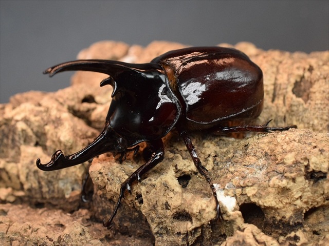 【新成虫】ケンタウルスオオカブト80mmペア