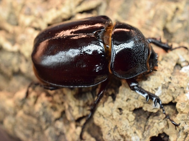 【新成虫】ケンタウルスオオカブト80mmペア
