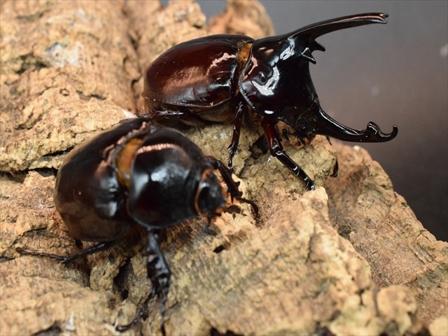 【新成虫】ケンタウルスオオカブト80mmペア