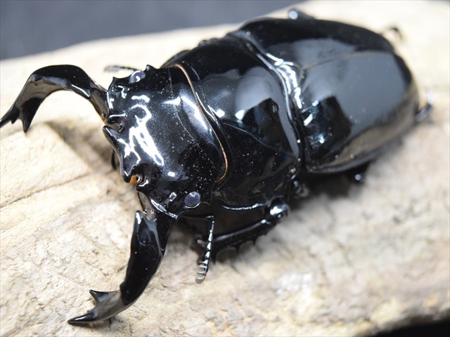 【極ブランド】雅（タランドゥスオオツヤクワガタ）81ｍｍ成虫ペア