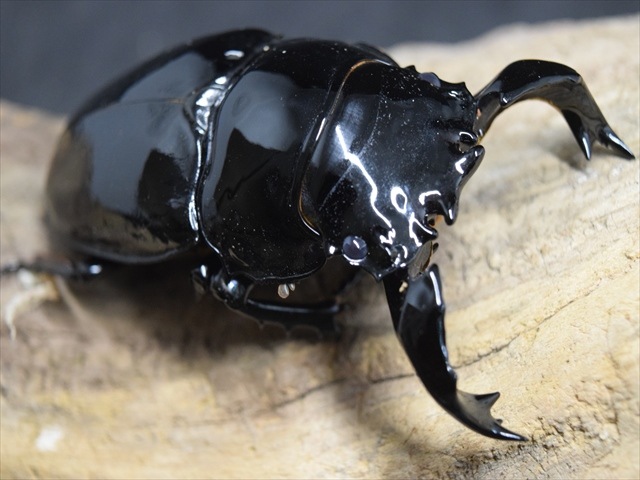 【極ブランド】雅（タランドゥスオオツヤクワガタ）81ｍｍ成虫ペア