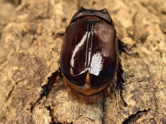 【新成虫】ケンタウルスミツノカブト58mmペア