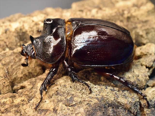 【新成虫】ケンタウルスミツノカブト58mmペア