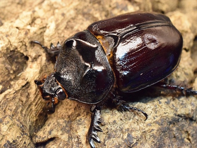 【新成虫】ケンタウルスミツノカブト58mmペア