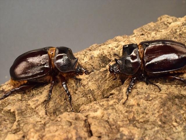 【新成虫】ケンタウルスミツノカブト58mmペア
