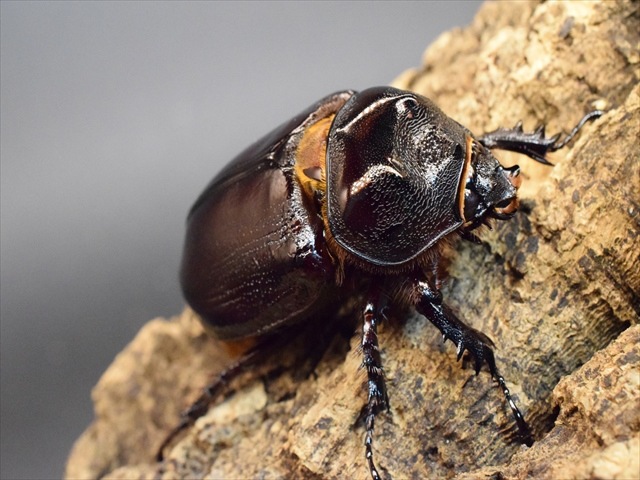 【新成虫】ケンタウルスミツノカブト58mmペア