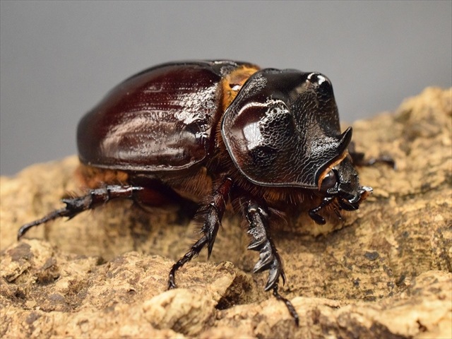 【新成虫】ケンタウルスミツノカブト58mmペア