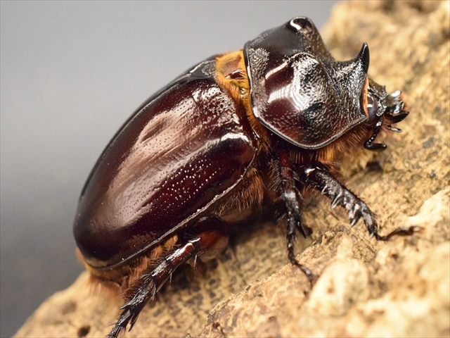 【新成虫】ケンタウルスミツノカブト58mmペア