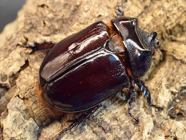 【新成虫】ケンタウルスミツノカブト58mmペア