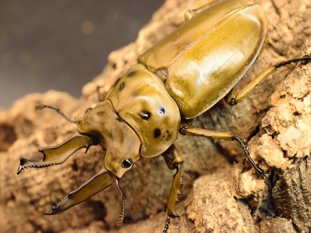 新成虫】ババオウゴンオニクワガタ73mmペア | 外国産クワガタ 成虫