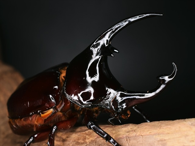 新成虫】ケンタウルスオオカブト79mmペア | 外国産カブトムシ 成虫 | 極