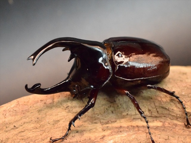 【新成虫】ケンタウルスオオカブト79mmペア