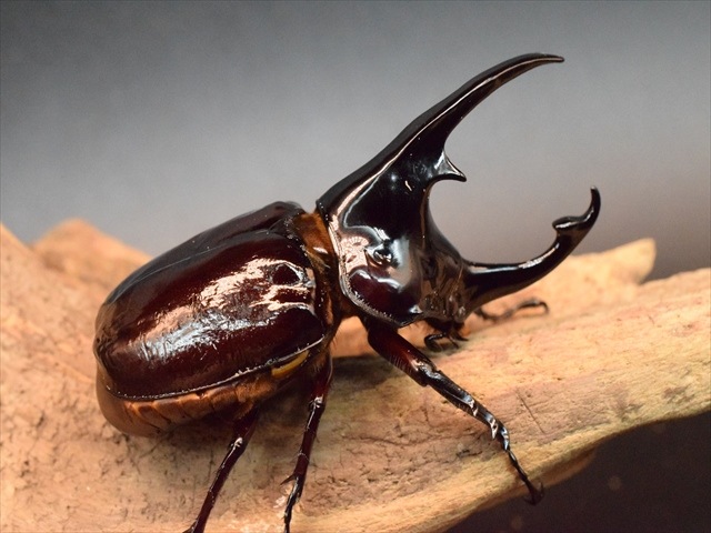 【新成虫】ケンタウルスオオカブト79mmペア