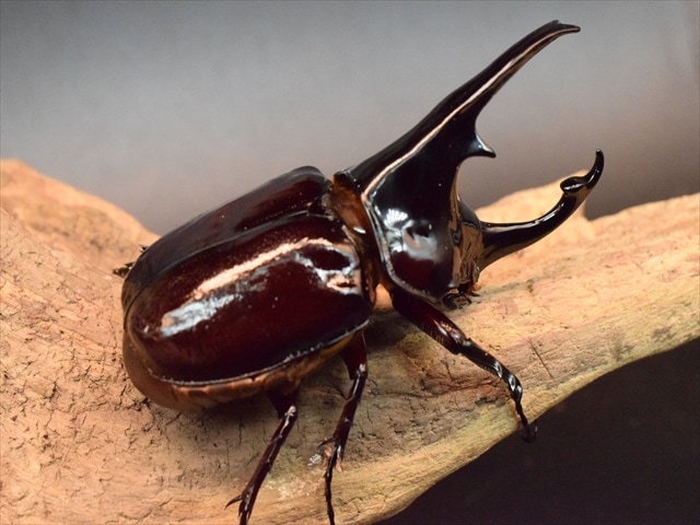 新種　極美　カタゾウムシ Hyo-tan on X: 