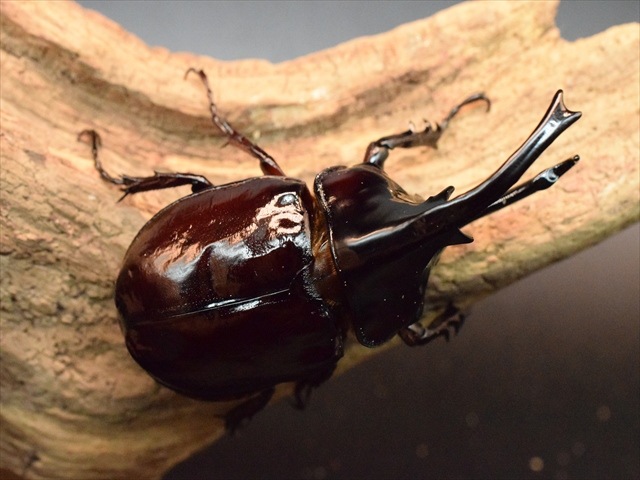 【新成虫】ケンタウルスオオカブト79mmペア