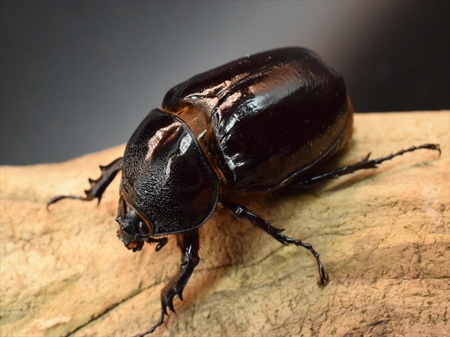 【新成虫】ケンタウルスオオカブト79mmペア