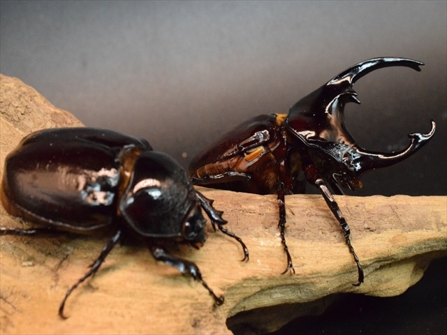 新種　極美　カタゾウムシ Hyo-tan on X: 