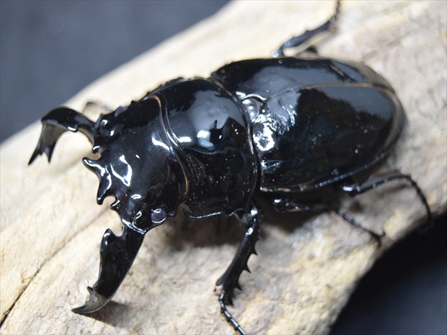 タランドゥスツヤクワガタ 標本 アフリカの黒い宝石タランドゥスオオ