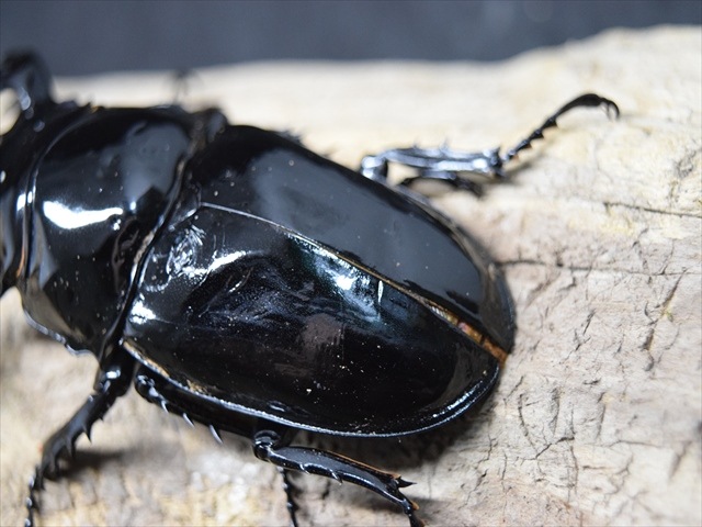 ［昆虫標本］極太タランドゥスオオツヤ 78mmup 飼育個体 Amazon.co.jp: タランドゥスオオツヤクワガタ標本 : ペット用品