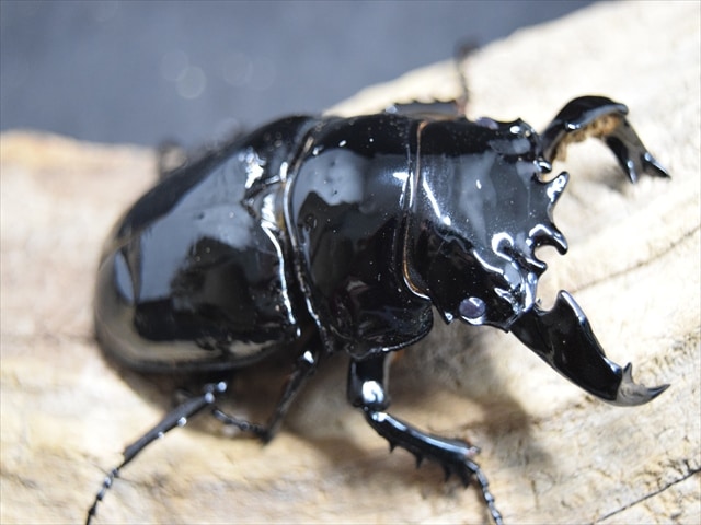 極ブランド】雅（タランドゥスオオツヤクワガタ）78mm成虫ペア