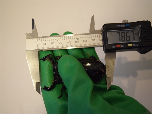 【極ブランド】雅(タランドゥスオオツヤクワガタ)78mm成虫ペア