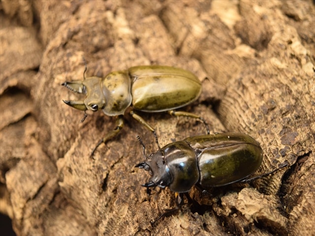 モーレンカンプオウゴンオニクワガタ♂47ミリ♀43ミリ・昆虫販売アリスト・WD・成虫