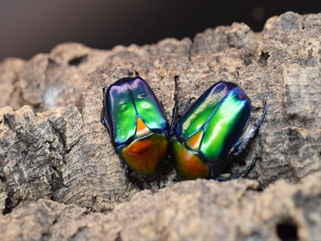 【新成虫】トルコホウセキカナブンペア