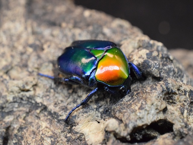 【新成虫】トルコホウセキカナブンペア